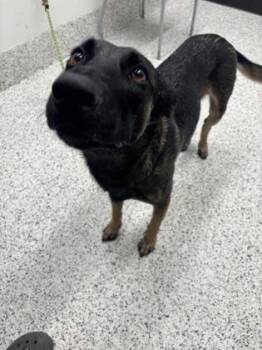 Mallory -  Belgian Shepherd Malinois Dog for Adoption in Atlanta, Georgia - Mallory | PetCurious