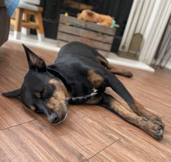GRACE (CO) -  Mixed Breed Dog for Adoption in Klein, Texas - GRACE (CO) | PetCurious