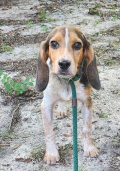 Rian -  Beagle Dog for Adoption in Willingboro, New Jersey - Rian | PetCurious