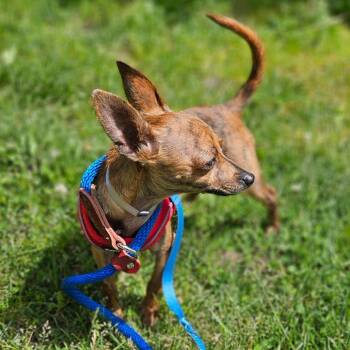 Pablo -  Mixed Breed Dog for Adoption in New York, New York - Pablo | PetCurious