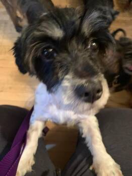 Shih Tzu and Mixed Breed Dogs Available for Adoption in West Milwaukee, Wisconsin - Brenda $450 | PetCurious