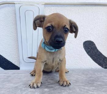 Rescue Pug Dogs for Adoption in Los Angeles, California - Owalla | PetCurious