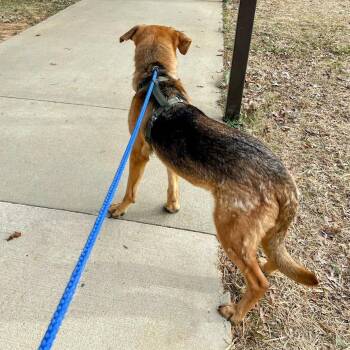 Maximus -  German Shepherd Dog and Mixed Breed Dog for Adoption in Lyndhurst, Virginia - Maximus | PetCurious