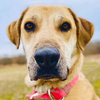 Rescue Great Dane and Labrador Retriever Dogs for Adoption in Lebanon, Missouri - Lacey | PetCurious
