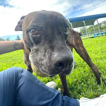 Rusty -  Mixed Breed Dog for Adoption in Hendersonville, North Carolina - Rusty | PetCurious