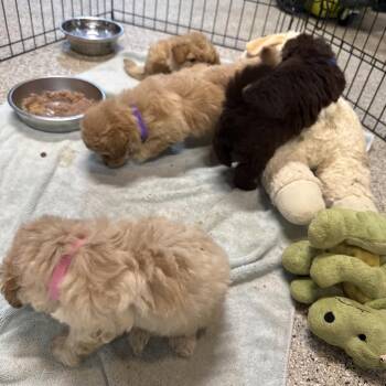 Goldfish -  Poodle Dog for Adoption in West Chester, Pennsylvania - Goldfish | PetCurious