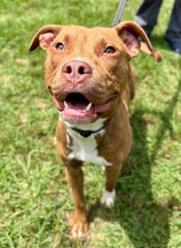 CAMERON -  American Staffordshire Terrier and Mixed Breed Dog for Adoption in York, South Carolina - CAMERON | PetCurious