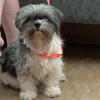 Oliver -  Shih Tzu Dog for Adoption in Westminster, California - Oliver | PetCurious