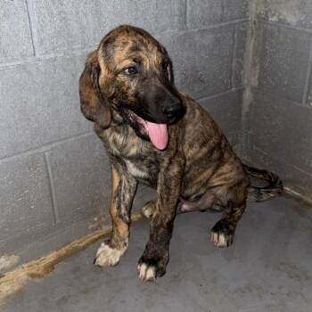 Ricky -  Bloodhound and Plott Hound Dog for Adoption in Normal, Illinois - Ricky | PetCurious