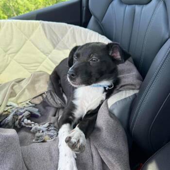 Bubbles -  Terrier Dog for Adoption in Overland Park, Kansas - Bubbles | PetCurious
