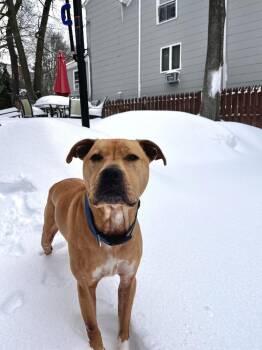 Pit Bull Terrier Dogs Available for Adoption in Brewster, New York - Duke (NY) | PetCurious