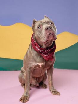 Ranch Ranger -  Mixed Breed Dog for Adoption in Atlanta, Georgia - Ranch Ranger | PetCurious