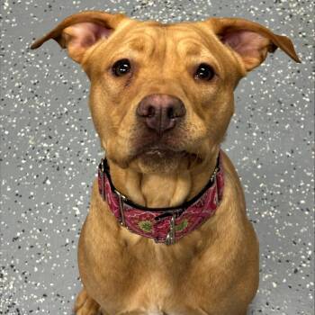 Mixed Breed Dogs Available for Adoption - Nova | PetCurious