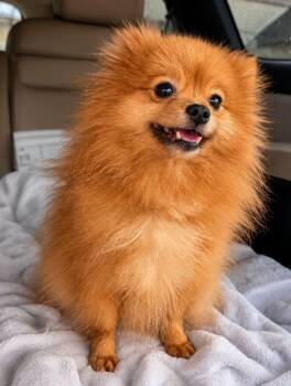 Robin -  Pomeranian Dog for Adoption in Savannah, Georgia - Robin | PetCurious