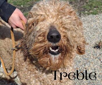 Rescue Goldendoodle Dogs for Adoption in Marion, Indiana - Treble And Clef | PetCurious