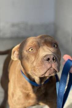 Rescue Mixed Breed Dogs for Adoption in West Chester, Pennsylvania - Kane | PetCurious