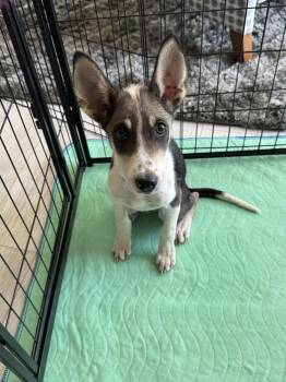 Xander -  Australian Shepherd Dog for Adoption in Colorado Springs, Colorado - Xander | PetCurious