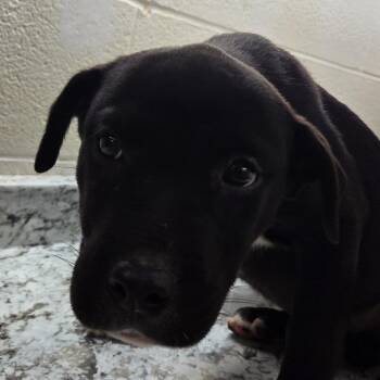 Gertrude -  Pit Bull Terrier and Black Labrador Retriever Dog for Adoption in Zanesville, Ohio - Gertrude | PetCurious