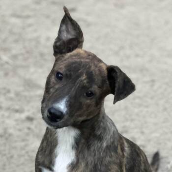 Rescue Retriever Dogs for Adoption in Locust Fork, Alabama - Raelynn | PetCurious