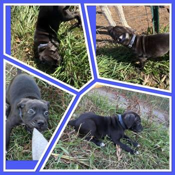 Rescue Labrador Retriever Dogs for Adoption in Mauston, Wisconsin - Rarity | PetCurious