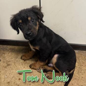 Dachshund and Pug Dogs Available for Adoption in Hillsboro, Ohio - Tom Nook | PetCurious