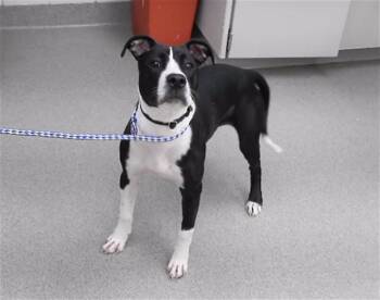 JEM -  Boxer and Mixed Breed Dog for Adoption in Omaha, Nebraska - JEM | PetCurious