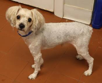 Scooby -  Maltese Dog for Adoption in Harrison, New York - Scooby | PetCurious