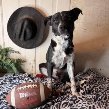 Border Collie and Cattle Dog Dogs Available for Adoption - Hansel - Adoption Fee $250 | PetCurious