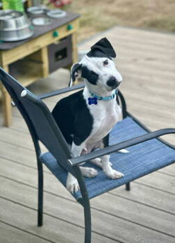 Rescue Terrier Dogs for Adoption in Bothell, Washington - Lefty | PetCurious