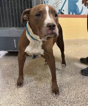 LORETTA -  Pit Bull Terrier Dog Available for Adoption in Blythe, California - LORETTA | PetCurious