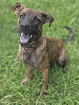RANGER -  Plott Hound and Mixed Breed Dog for Adoption in York, South Carolina - RANGER | PetCurious