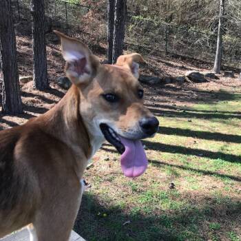 Beagle Dogs Available for Adoption - Luna | PetCurious