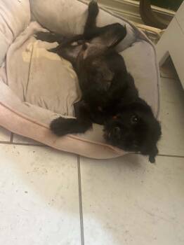 Alfie -  Schnauzer Dog for Adoption in Oklahoma City, Oklahoma - Alfie | PetCurious