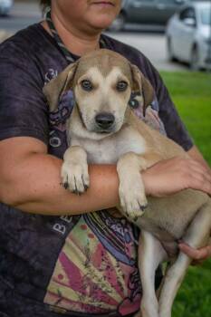 Hootie -  Beagle Dog for Adoption in Paramus, New Jersey - Hootie | PetCurious