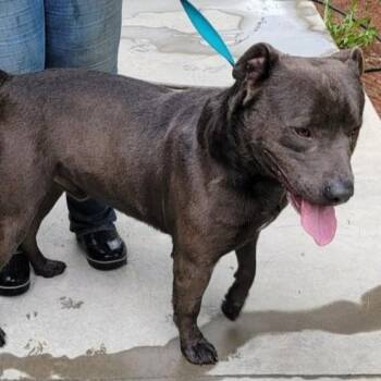 Rescue Labrador Retriever and American Staffordshire Terrier Dogs for Adoption in Mountain City, Tennessee - Cinder | PetCurious