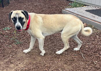 Rescue Mastiff Dogs for Adoption in Alturas, California - May | PetCurious