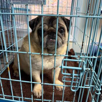 Sassy - 7548 -  Pug Dog for Adoption in Uniontown, Pennsylvania - Sassy - 7548 | PetCurious