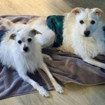 Fred and Ned -  Jack Russell Terrier and Chihuahua Dog for Adoption in Star, Idaho - Fred And Ned | PetCurious