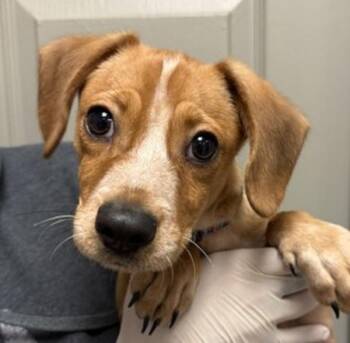 Trip -  Hound Dog for Adoption in Littleton, Colorado - Trip | PetCurious