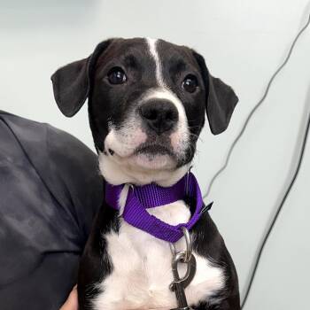 Patch -  Mixed Breed Dog for Adoption in Skokie, Illinois - Patch | PetCurious