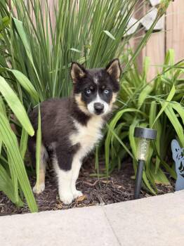 River -  Pomsky Dog for Adoption in North Freedom, Wisconsin - River | PetCurious