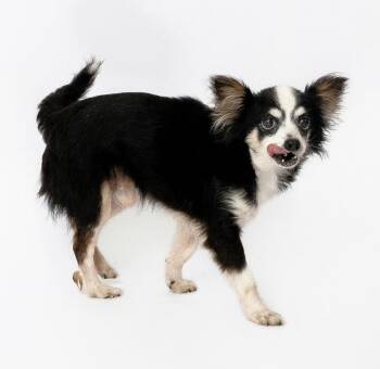 Rescue Chihuahua Dogs for Adoption in Metairie, Louisiana - Lenny | PetCurious