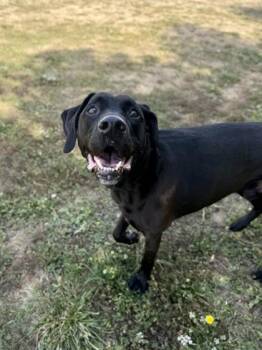 Hayden -  Black Labrador Retriever Dog for Adoption in Roseburg, Oregon - Hayden | PetCurious