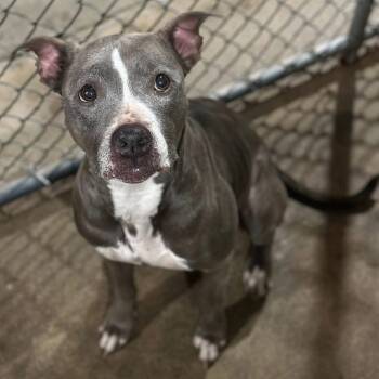 Rescue Terrier and Mixed Breed Dogs for Adoption in Mount Vernon, Indiana - Betty | PetCurious