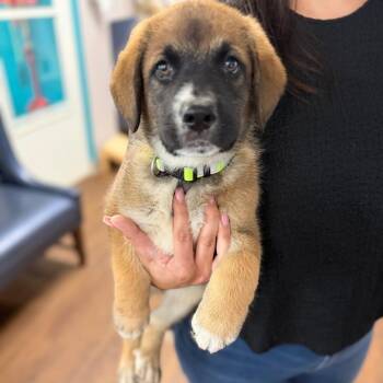 Shepherd and Great Pyrenees Dogs Available for Adoption in Port Richey, Florida - Chase | PetCurious