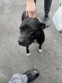 ELEANOR -  Mixed Breed Dog for Adoption in Palmetto, Florida - ELEANOR | PetCurious