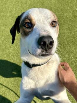 Bob -  Mixed Breed Dog for Adoption in Wichita, Kansas - Bob | PetCurious