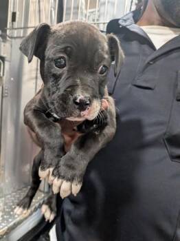 CHI CHI -  Pit Bull Terrier and Mixed Breed Dog for Adoption in Dayton, Ohio - CHI CHI | PetCurious
