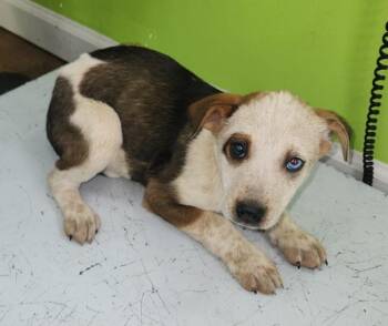 Australian Shepherd Dogs Available for Adoption - Luke | PetCurious