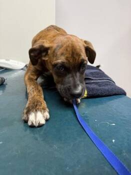 Luther -  Boxer and Mixed Breed Dog for Adoption in Pequot Lakes, Minnesota - Luther | PetCurious